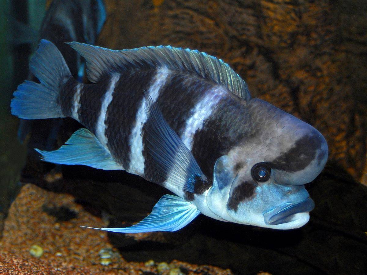 Ikan Frontosa