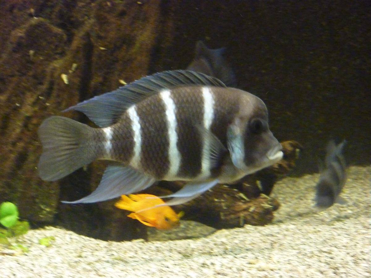 Ikan Frontosa