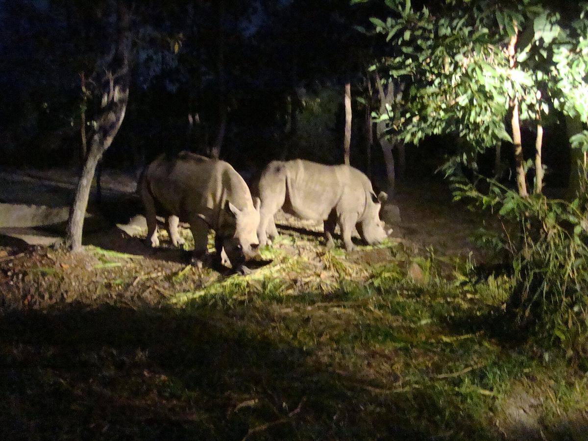 potret Chiang Mai Night Safari (commons.wikimedia.org/KungDekZa)