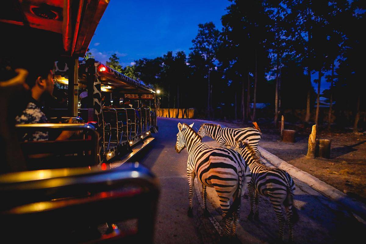 potret Chiang Mai Night Safari (commons.wikimedia.org/Chiang Mai Night Safari)