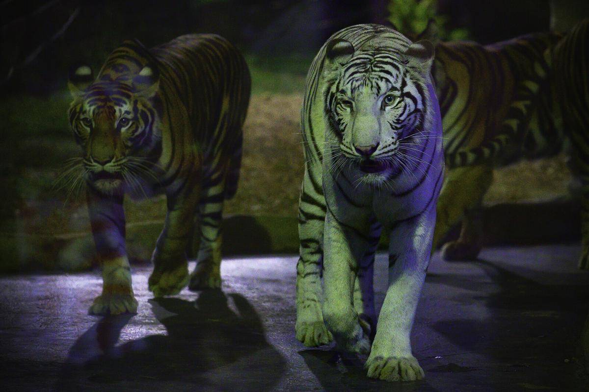 potret Chiang Mai Night Safari (commons.wikimedia.org/Chiang Mai Night Safari)