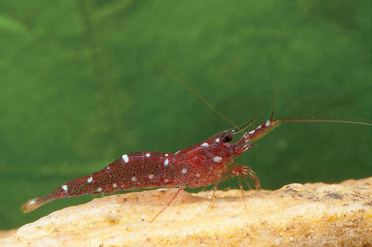 Caridina dennerli