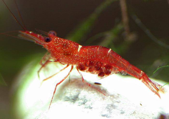 Caridina dennerli