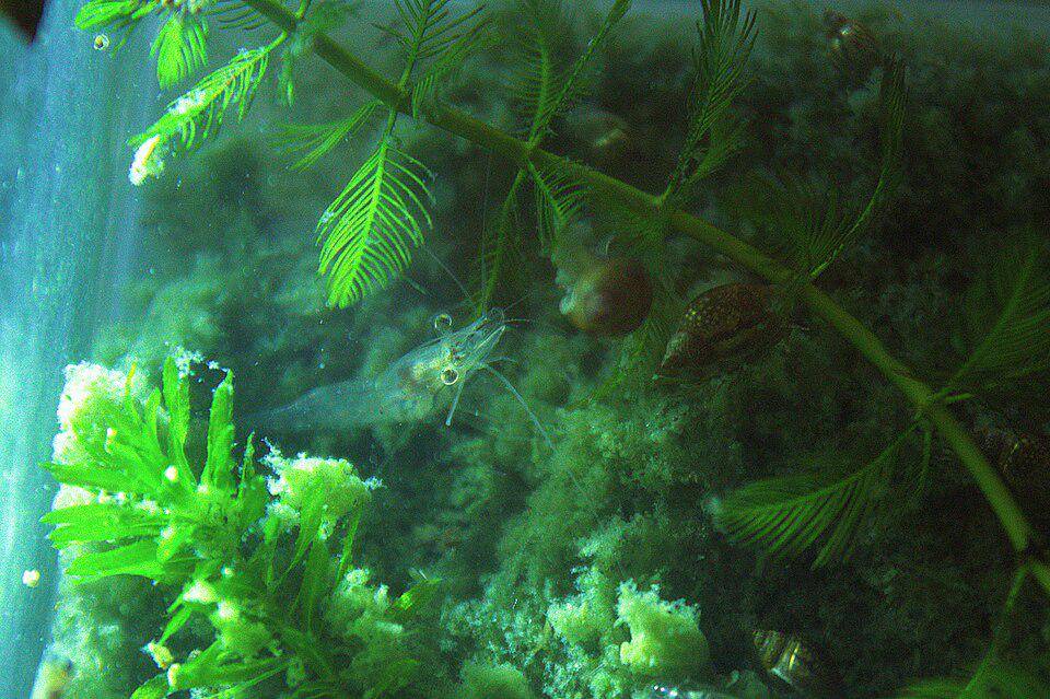 Caridina dennerli