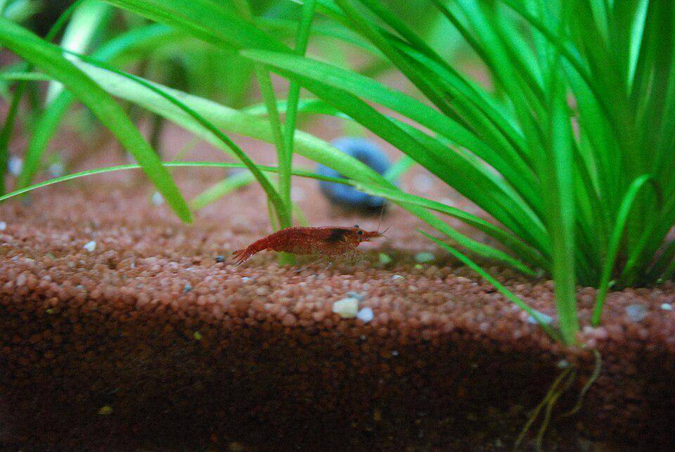 Caridina dennerli