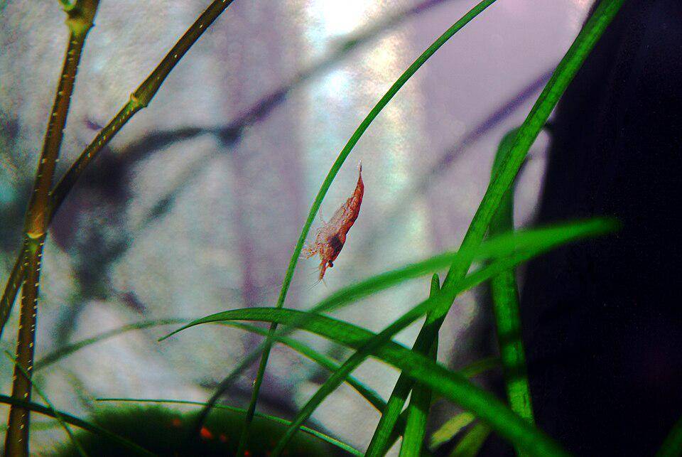 Caridina dennerli