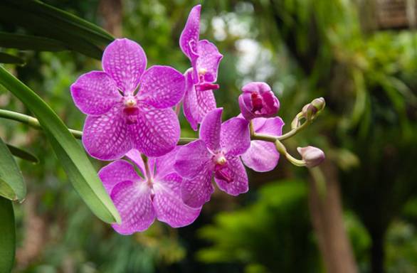Anggrek Vanda (pantopica.nl/anggrek vanda