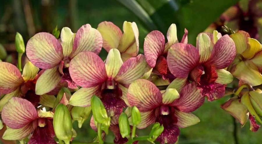 bunga anggrek dendrobium (deorchids.com/anggrek dendrodium