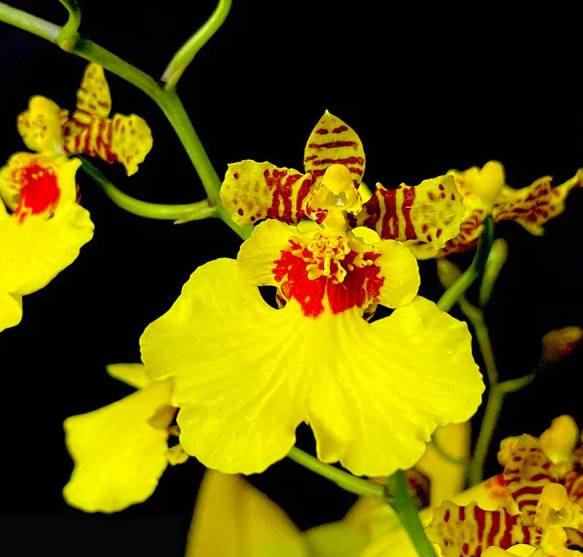 Anggrek Oncidium (Dancing Lady) (orchid-tree.com/Anggrek Oncidium