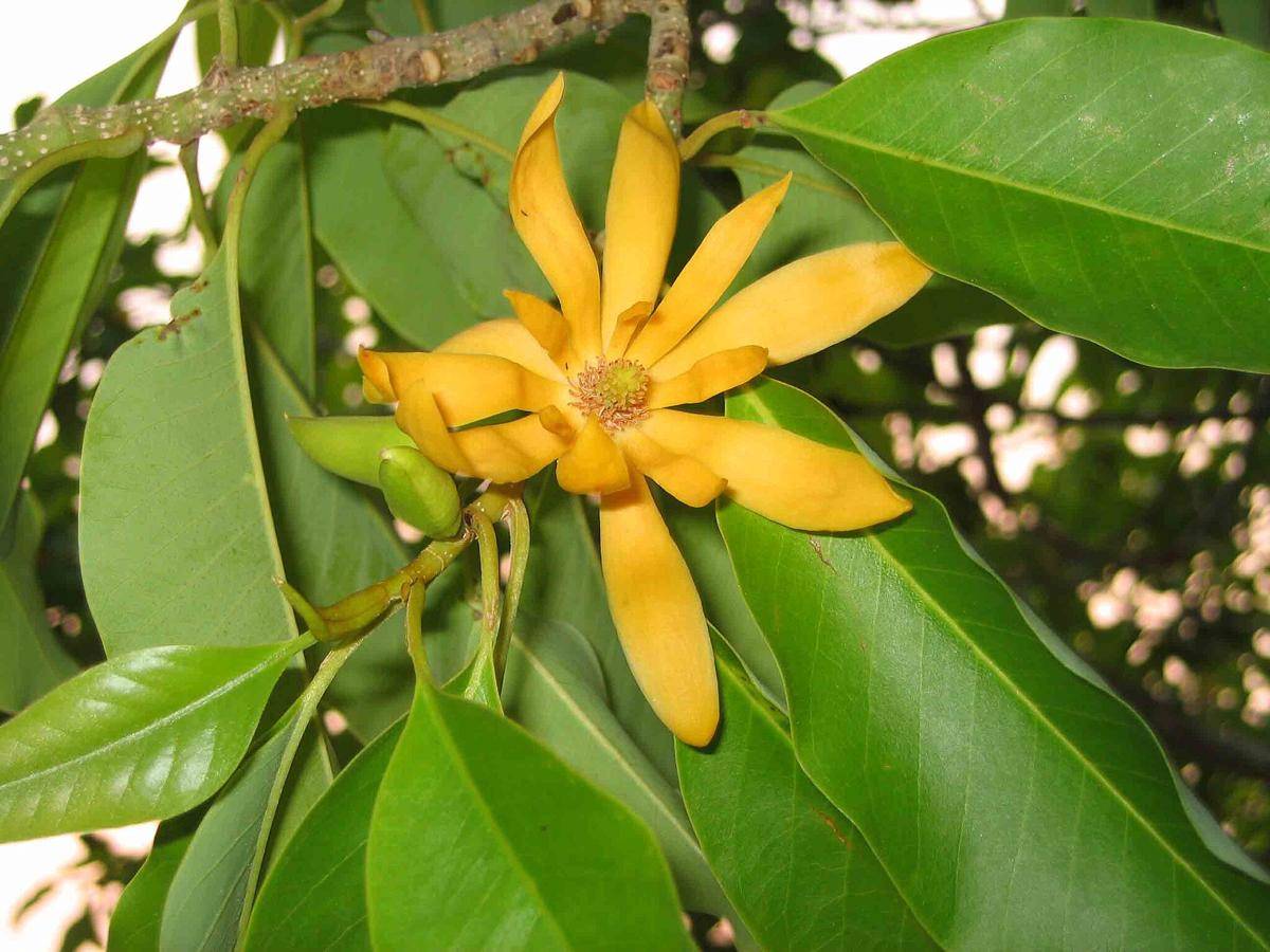ilustrasi tanaman cempaka kuning (commons.wikimedia.org/阿橋 HQ)