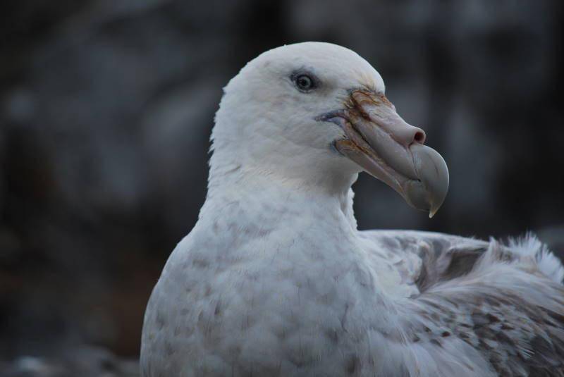 Petrel Raksasa Selatan