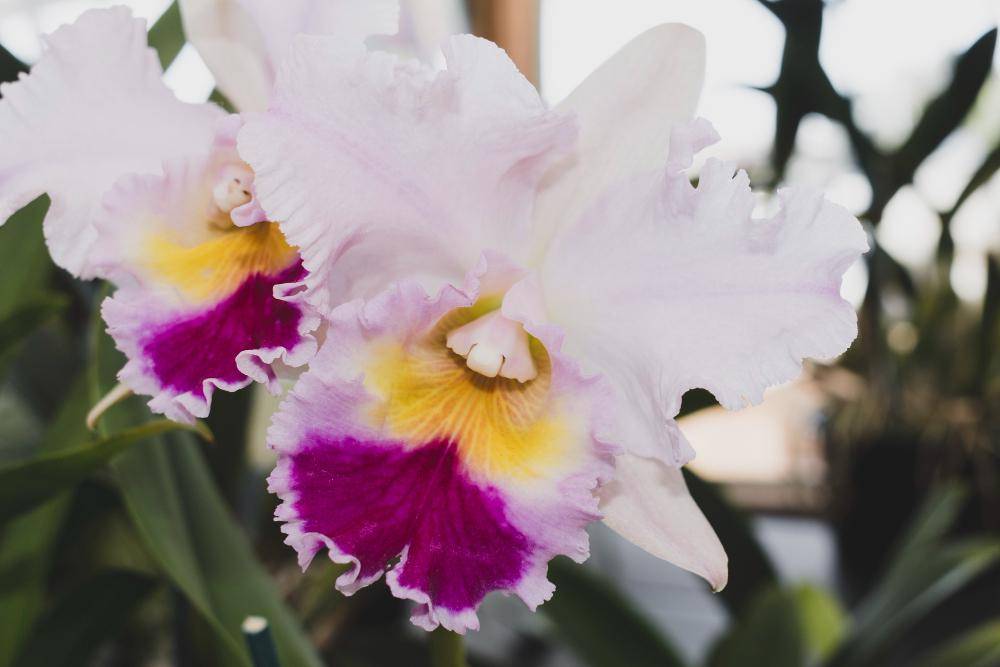 bunga anggrek cattleya (freepik.com/wutti