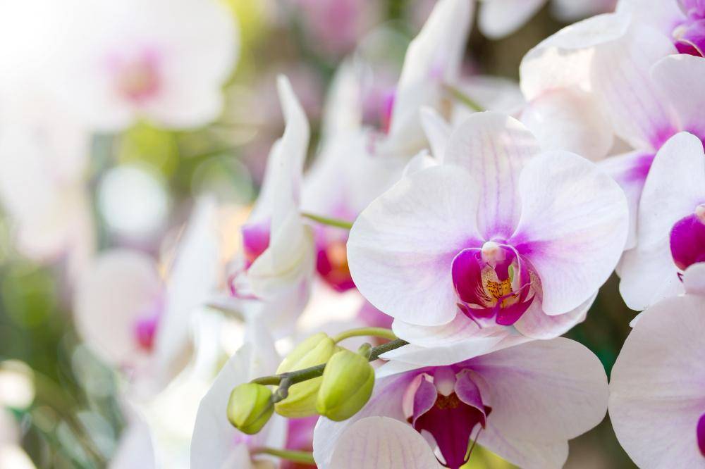 anggrek bulan (freepik.com/wutti