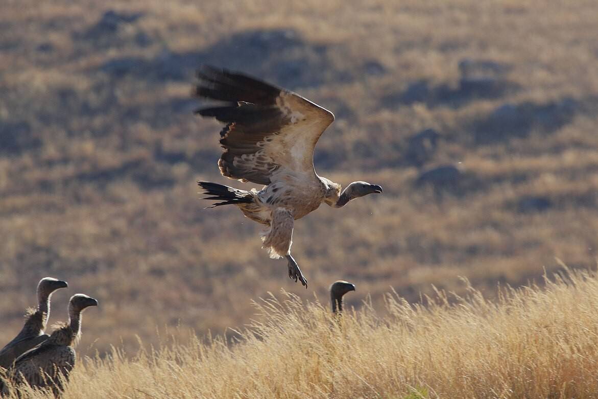 Cape Vulture