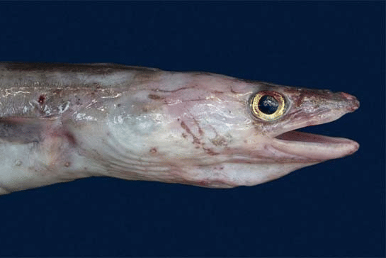 conger abu-abu (fishbase.se/Projeto Tamar)