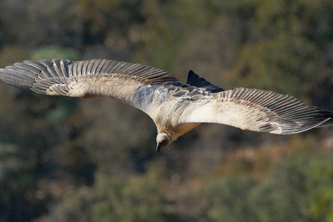 Cape Vulture