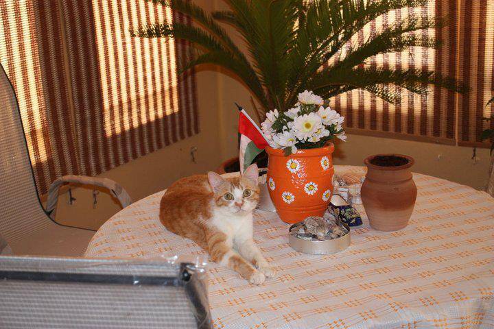 Kucing Arabian Mau