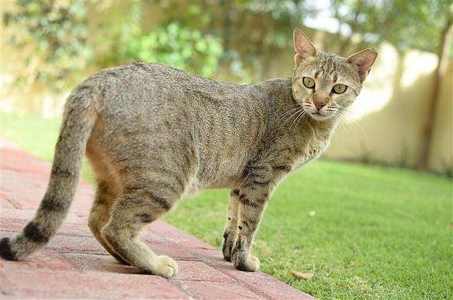 Kucing Arabian Mau