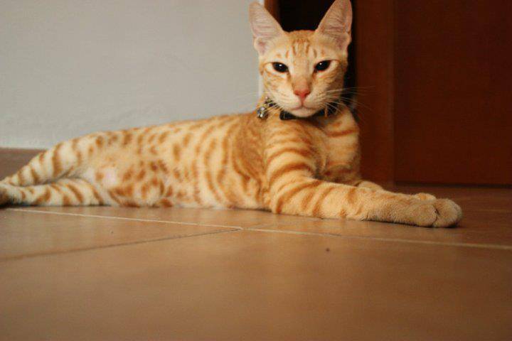 Kucing Arabian Mau