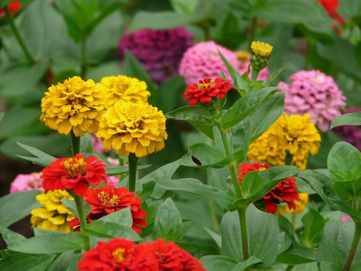 ilustrasi tanaman zinnia (pixabay.com/Hans)