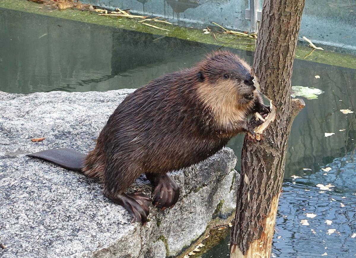 Otter dan Beaver