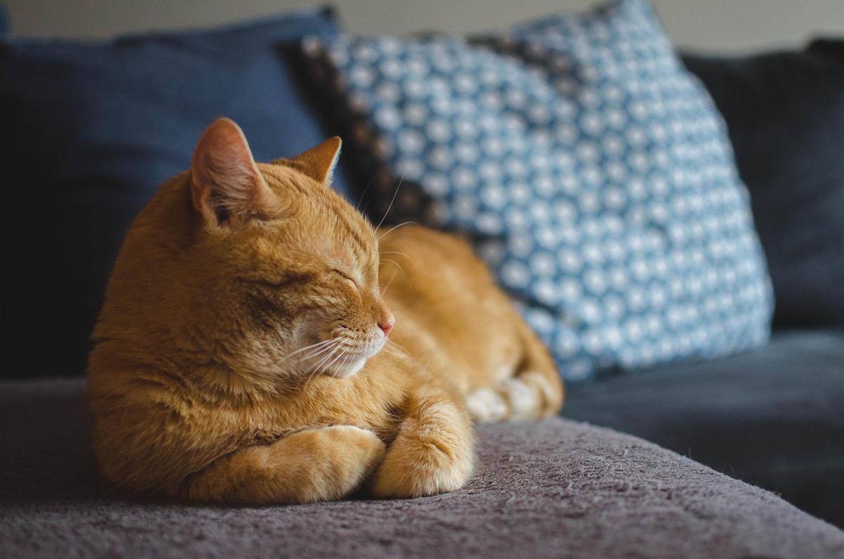 Ilustrasi Kucing (pixabay.com/Daga_Roszkowska)
