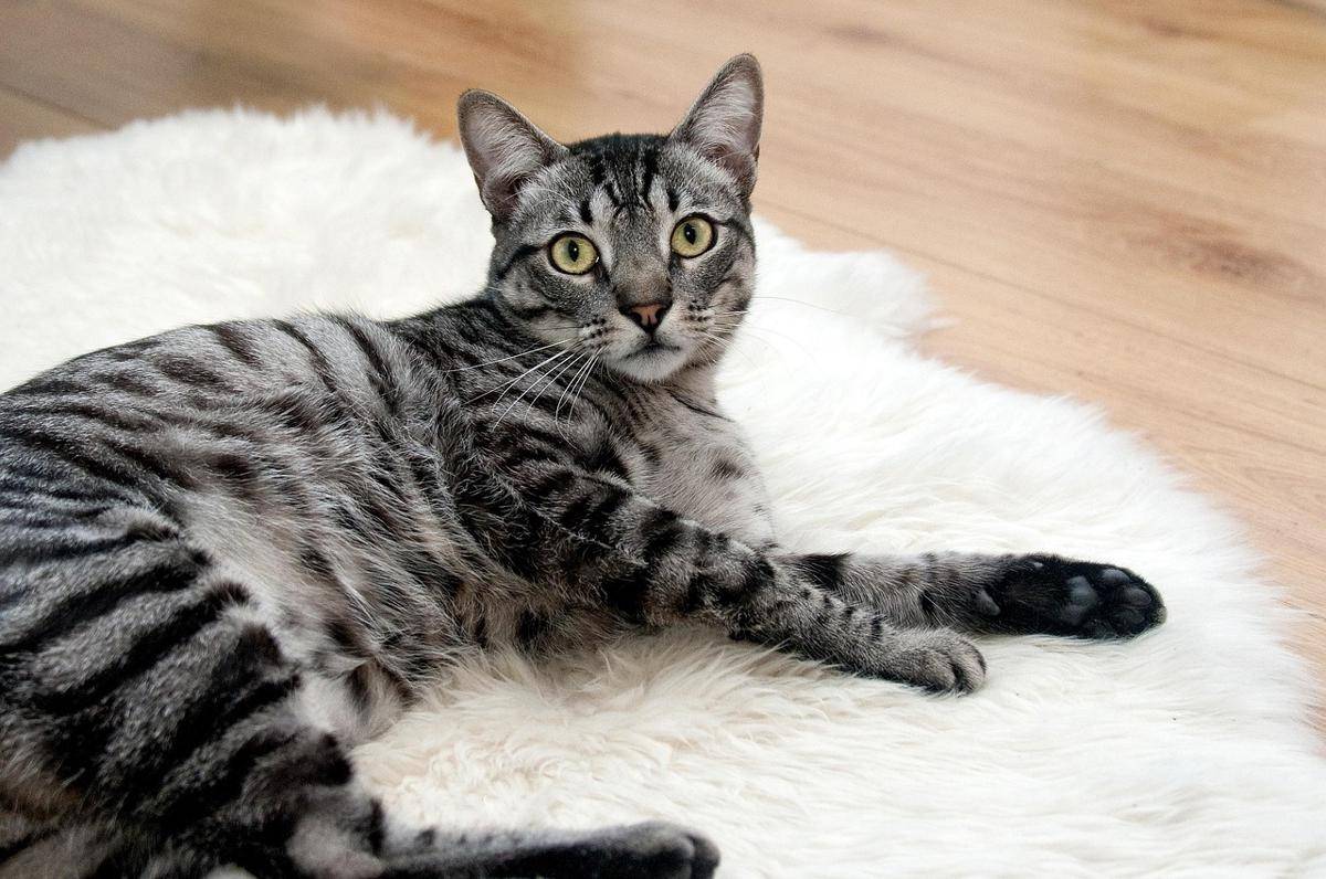 Ilustrasi Kucing (pixabay.com/amayaeguizabal)