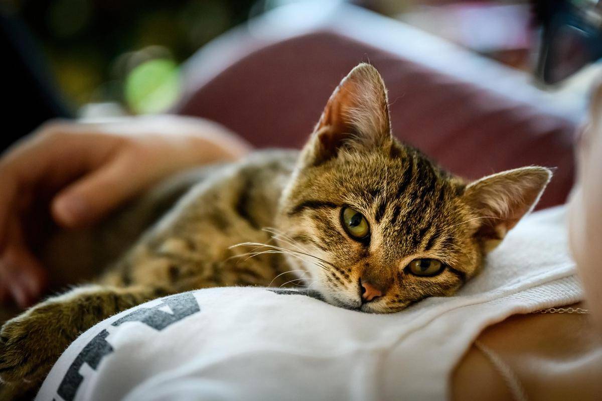 Ilustrasi Kucing (pixabay.com/Alek_B)