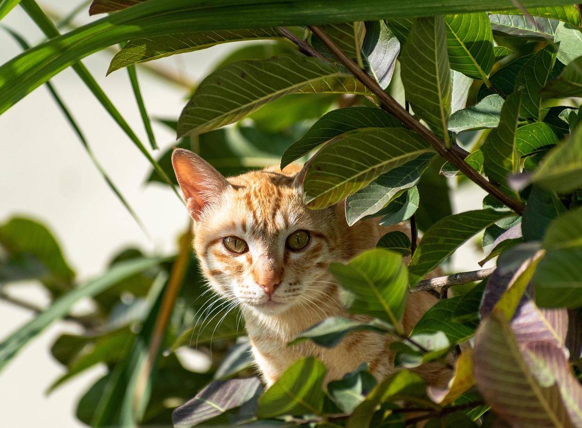 Ilustrasi Kucing (pixabay.com/balouriarajesh)