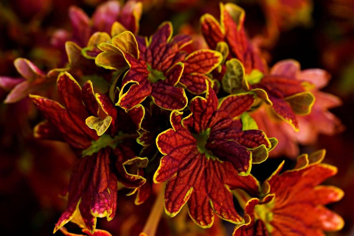 Tanaman coleus