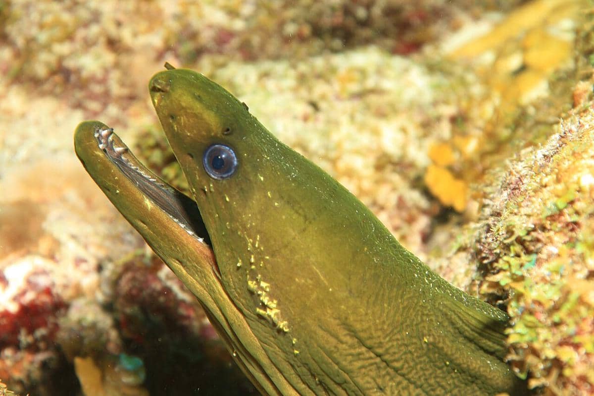 moray hijau (commons.wikimedia.org/LASZLO ILYES)