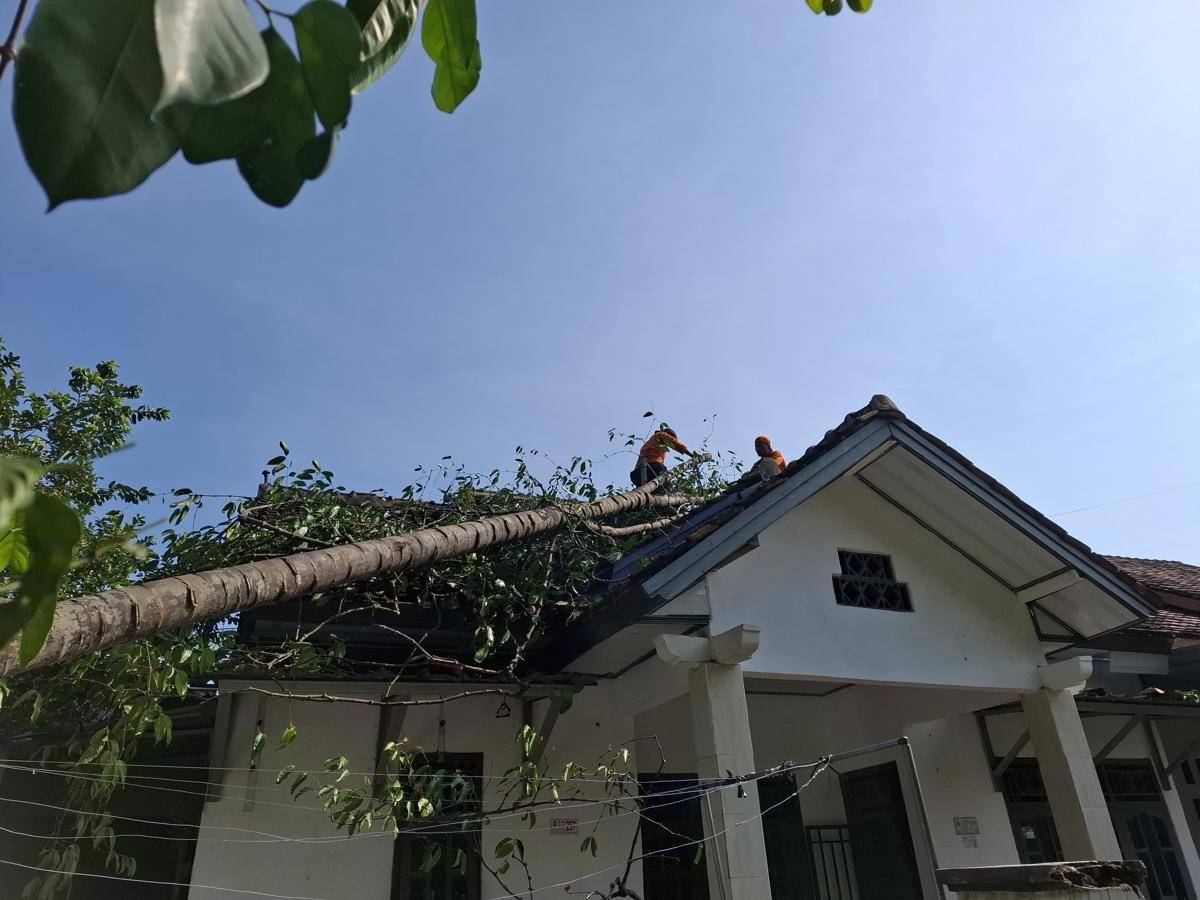 BPBD saat memotong pohon yang menimpah rumah warga di Bandar Lampung. (IDN Times/BPBD Balam)