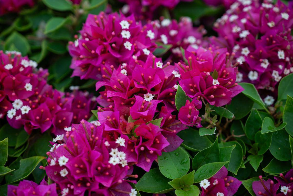 ilustrasi tanaman bougainvillea
