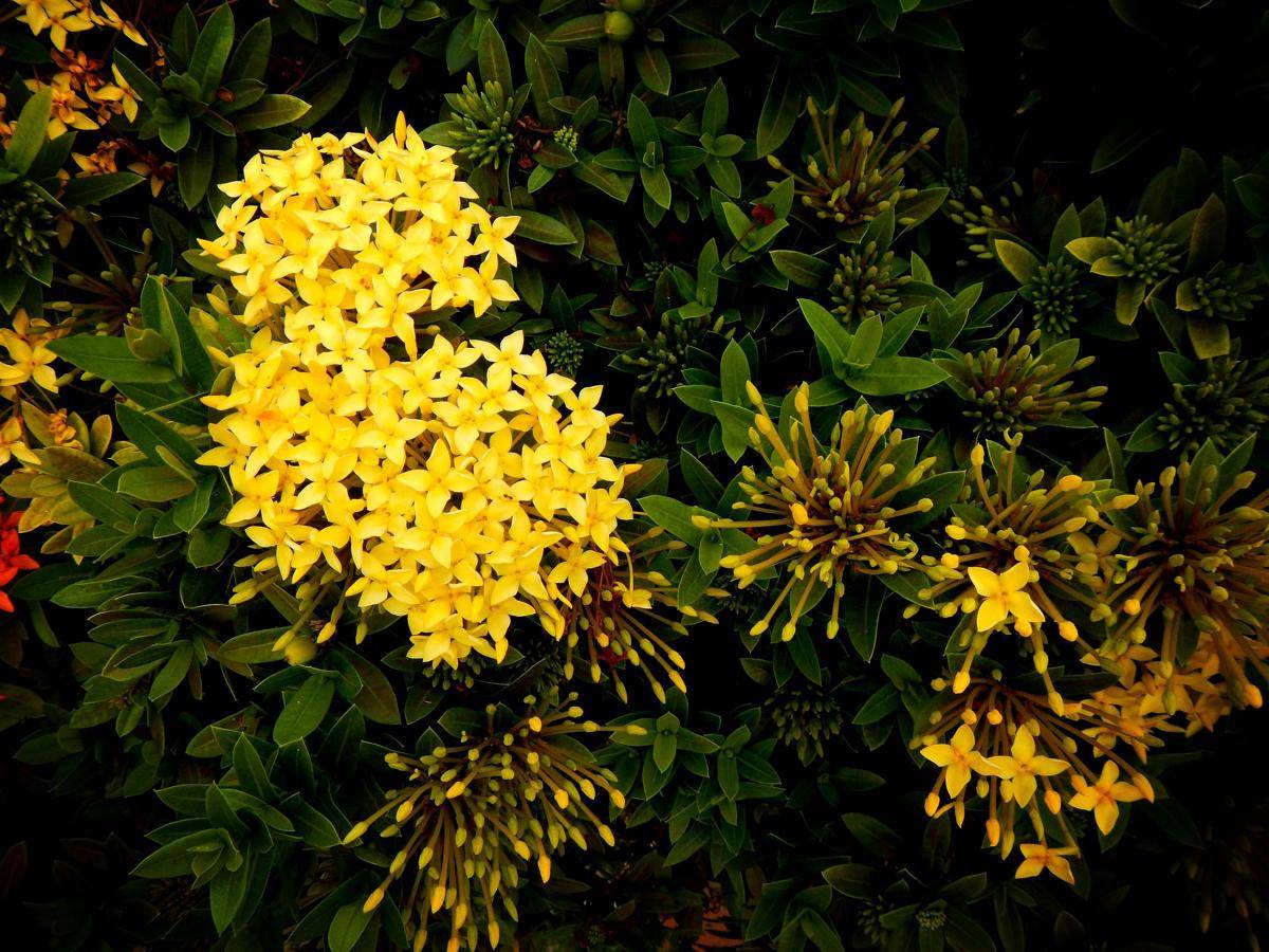 ilustrasi tanaman ixora (pixabay.com/Lernestorod)