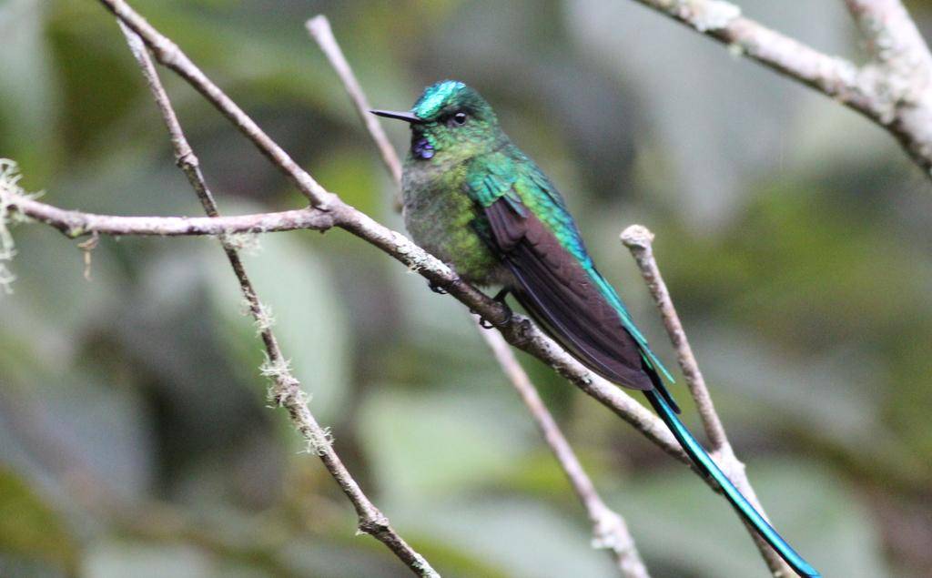 Long-tailed Sylph