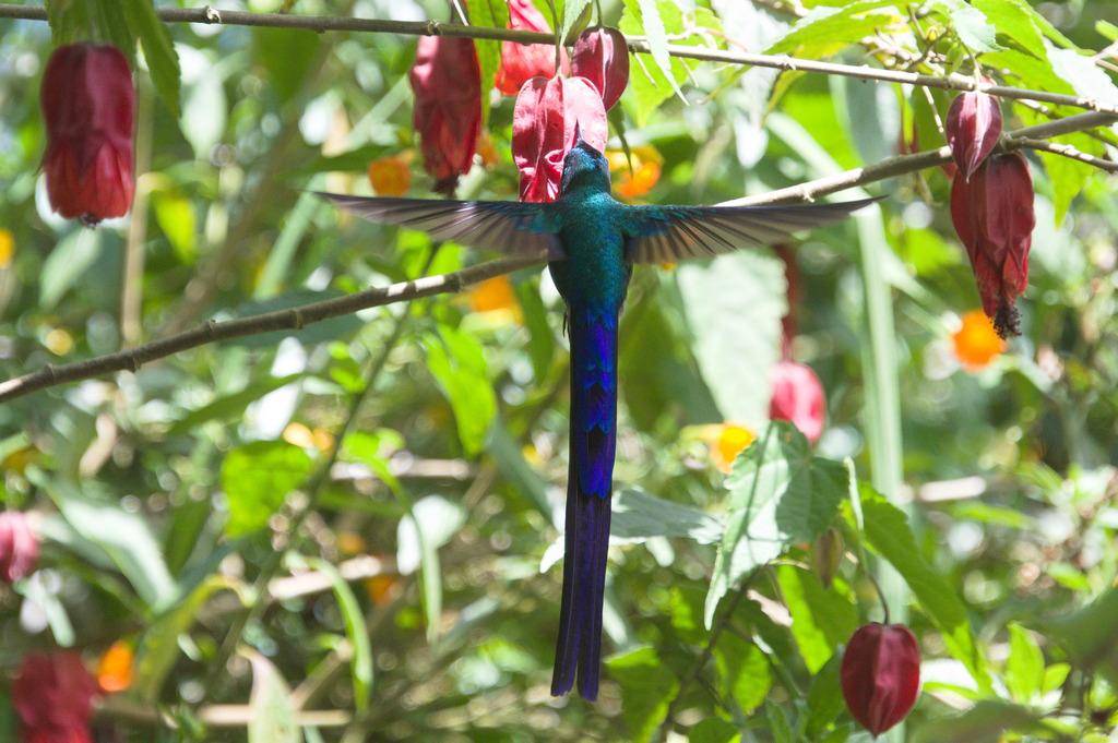 Long-tailed Sylph