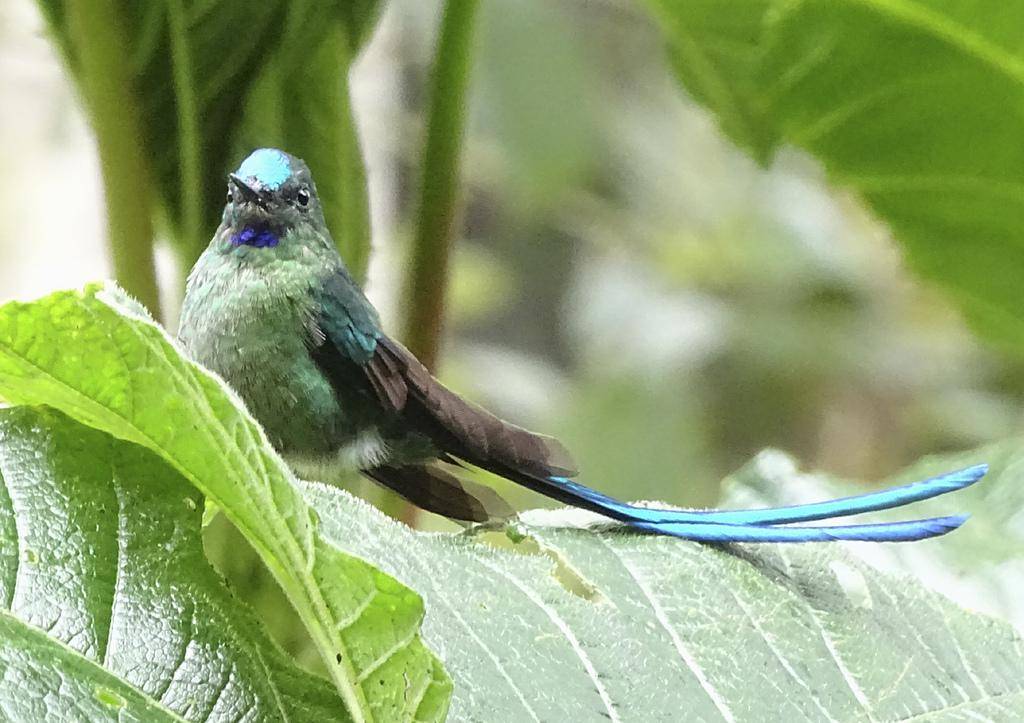 Long-tailed Sylph