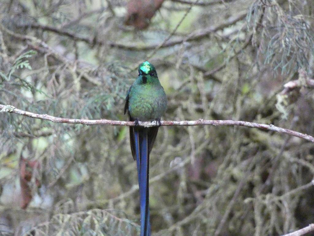 Long-tailed Sylph