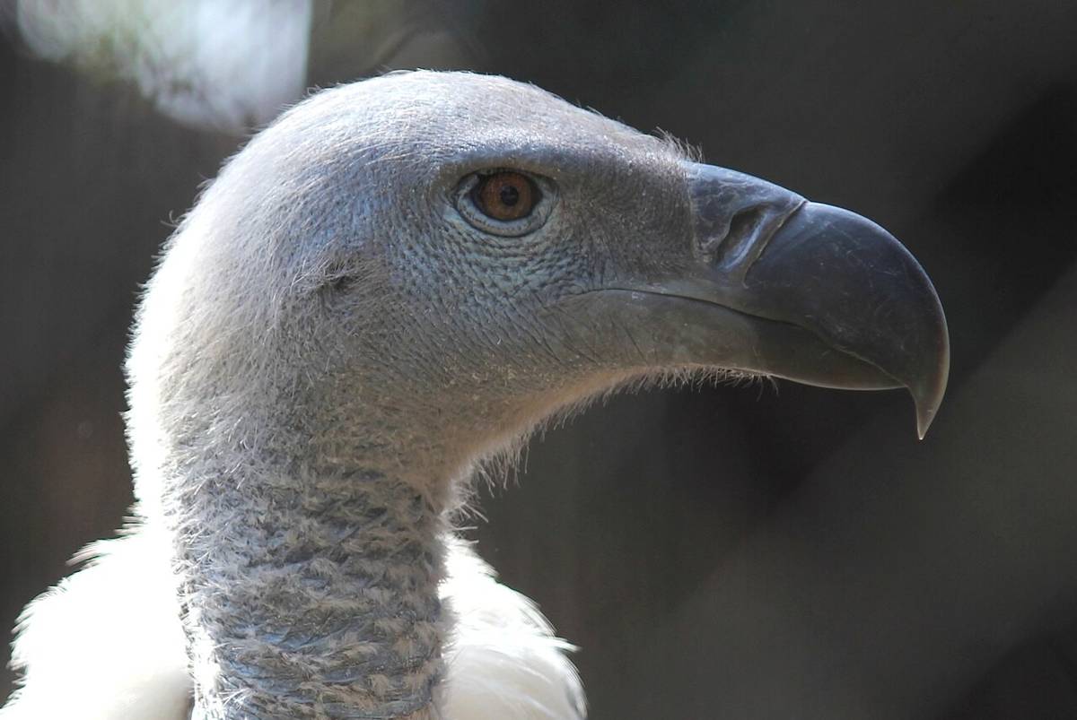 Cape Vulture