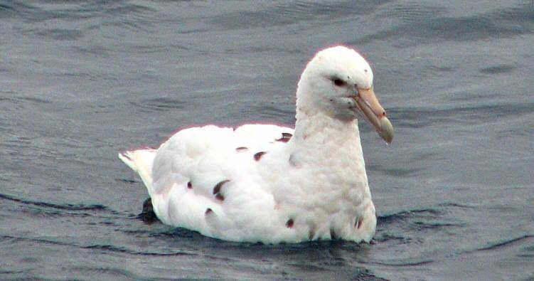 Petrel Raksasa Selatan
