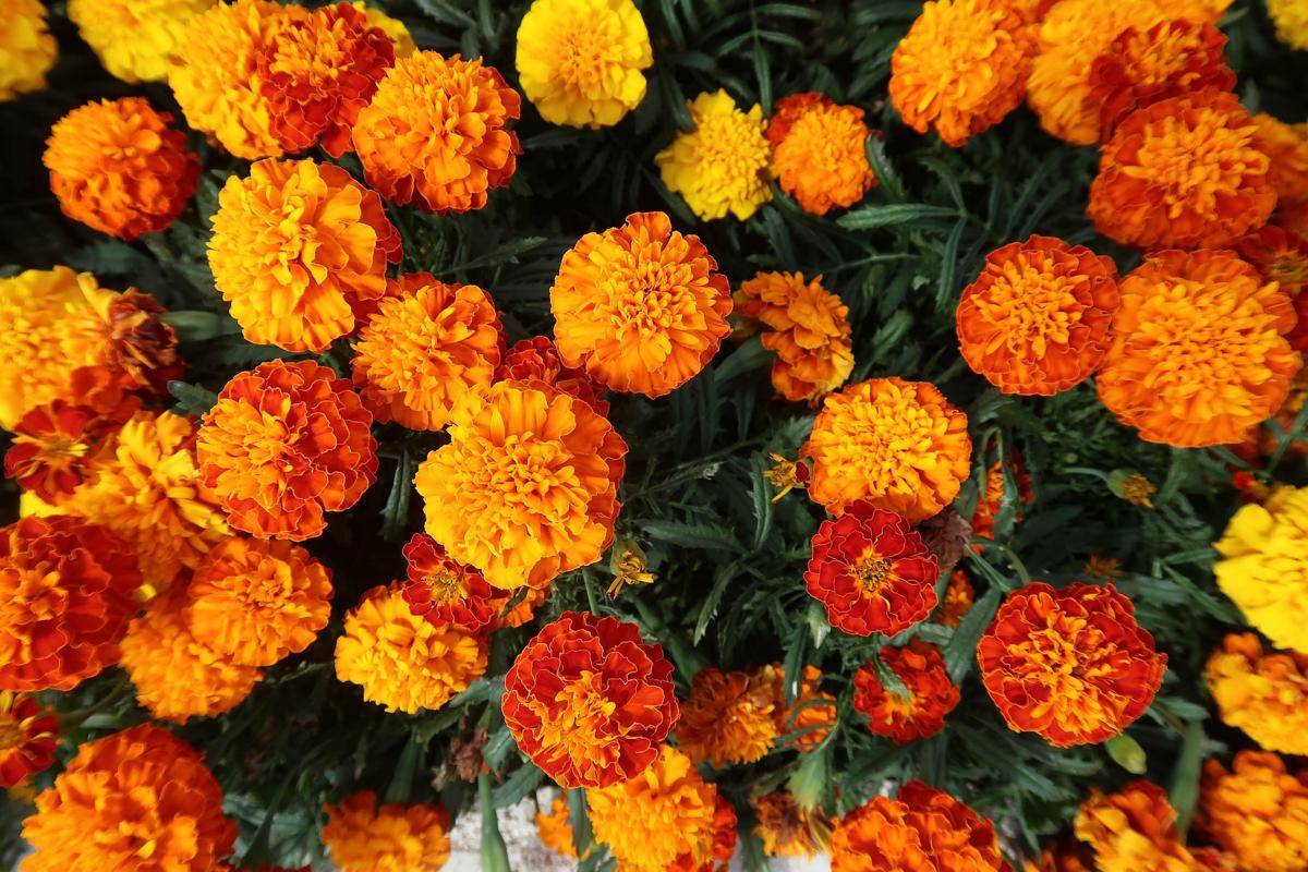 ilustrasi tanaman marigold (pixabay.com/yganeshbabu)