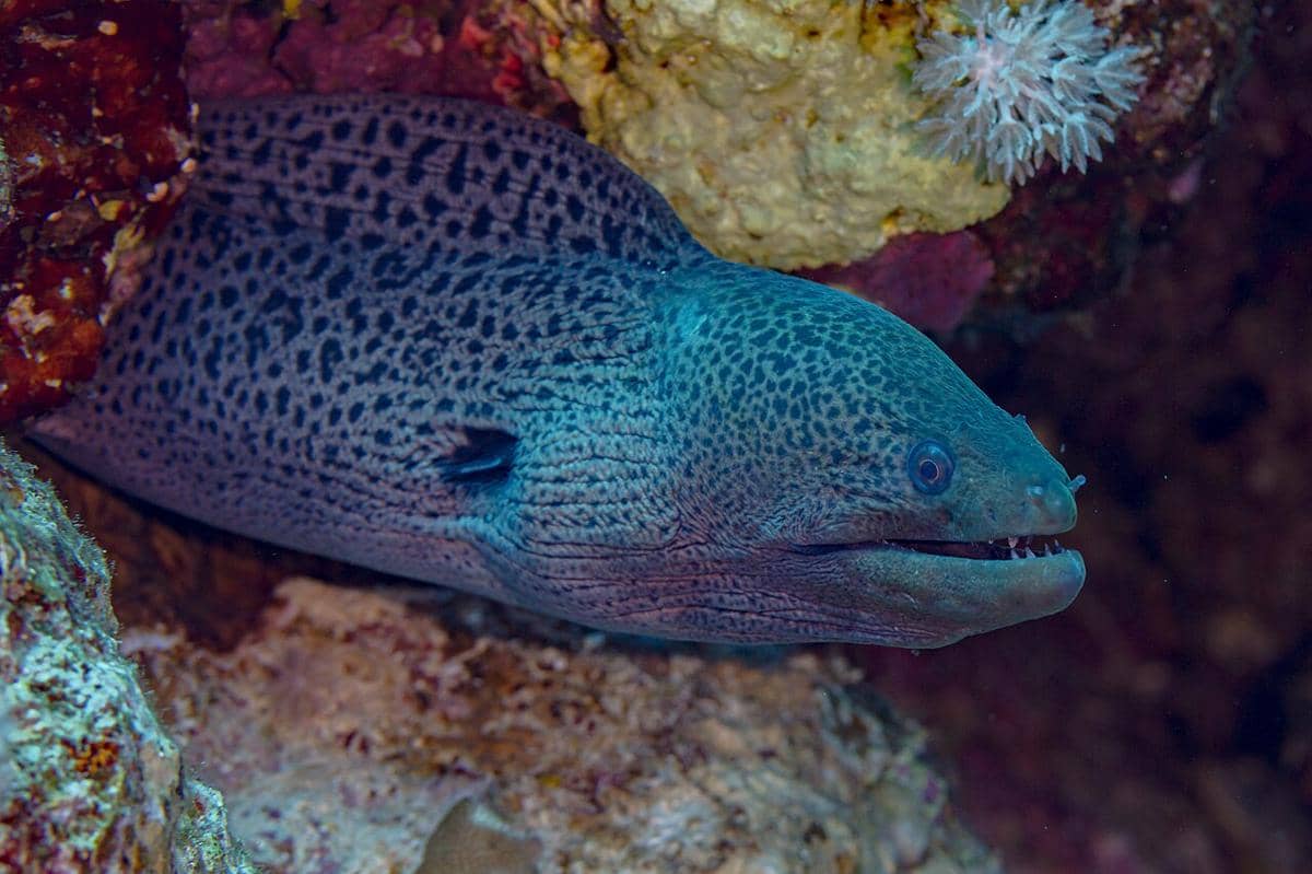 5 Spesies Belut Terbesar di Dunia, Panjangnya Capai 3 Meter