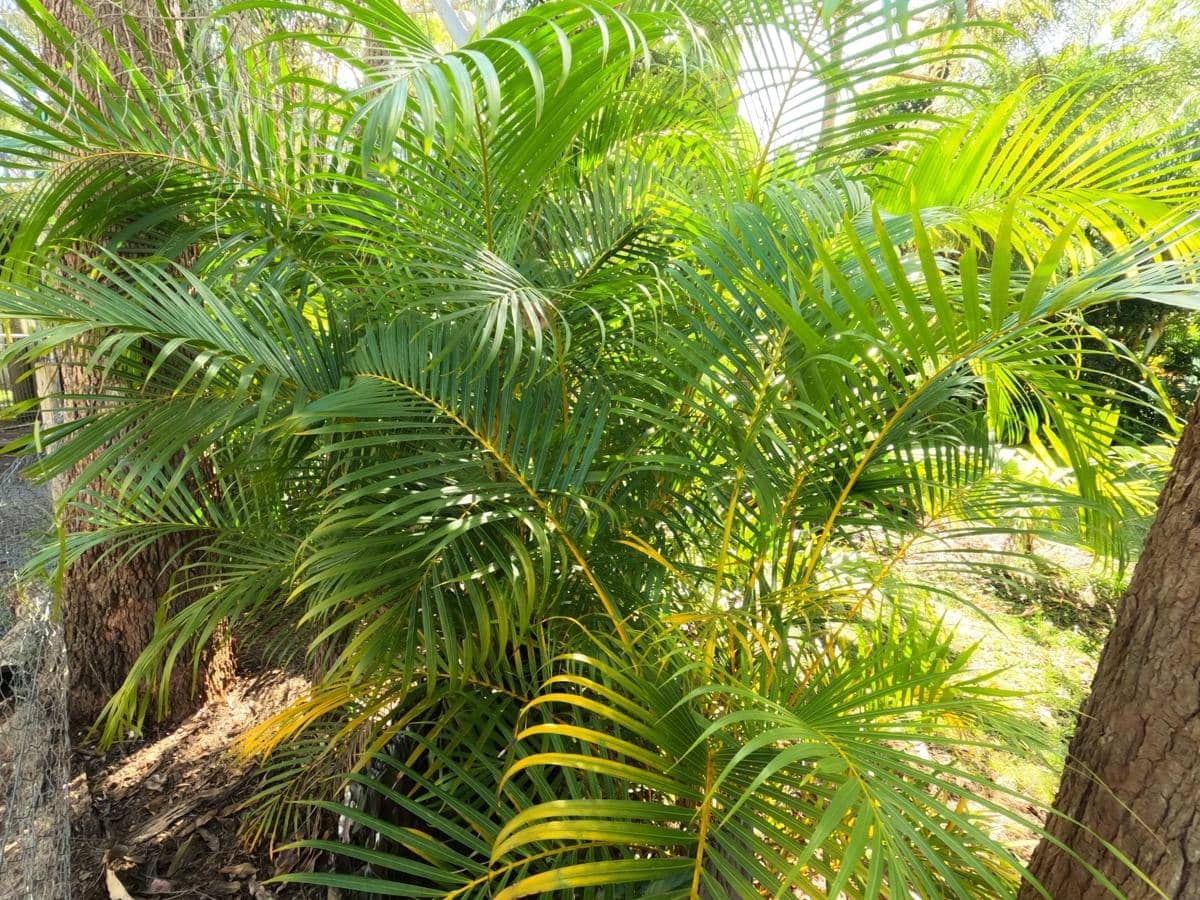 ilustrasi tanaman palem kuning (unsplash.com/Noah Pienaar)