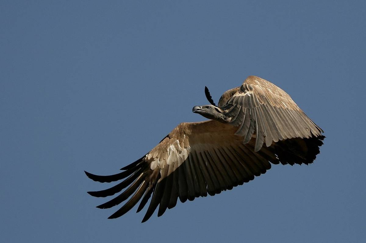 Cape Vulture