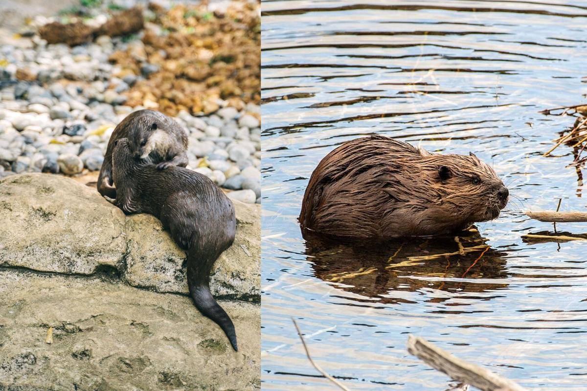 Otter dan Beaver