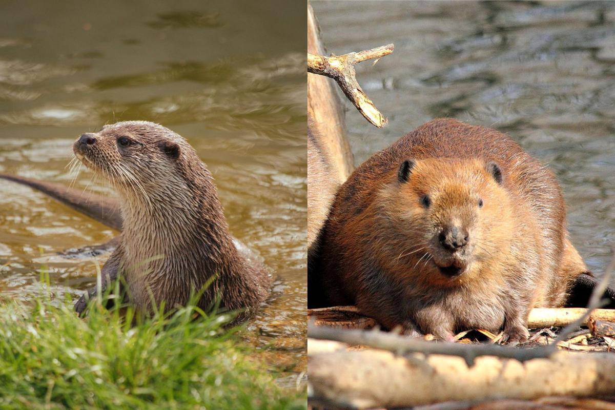 Otter dan Beaver