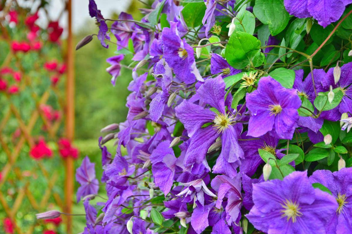 ilustrasi clematis 