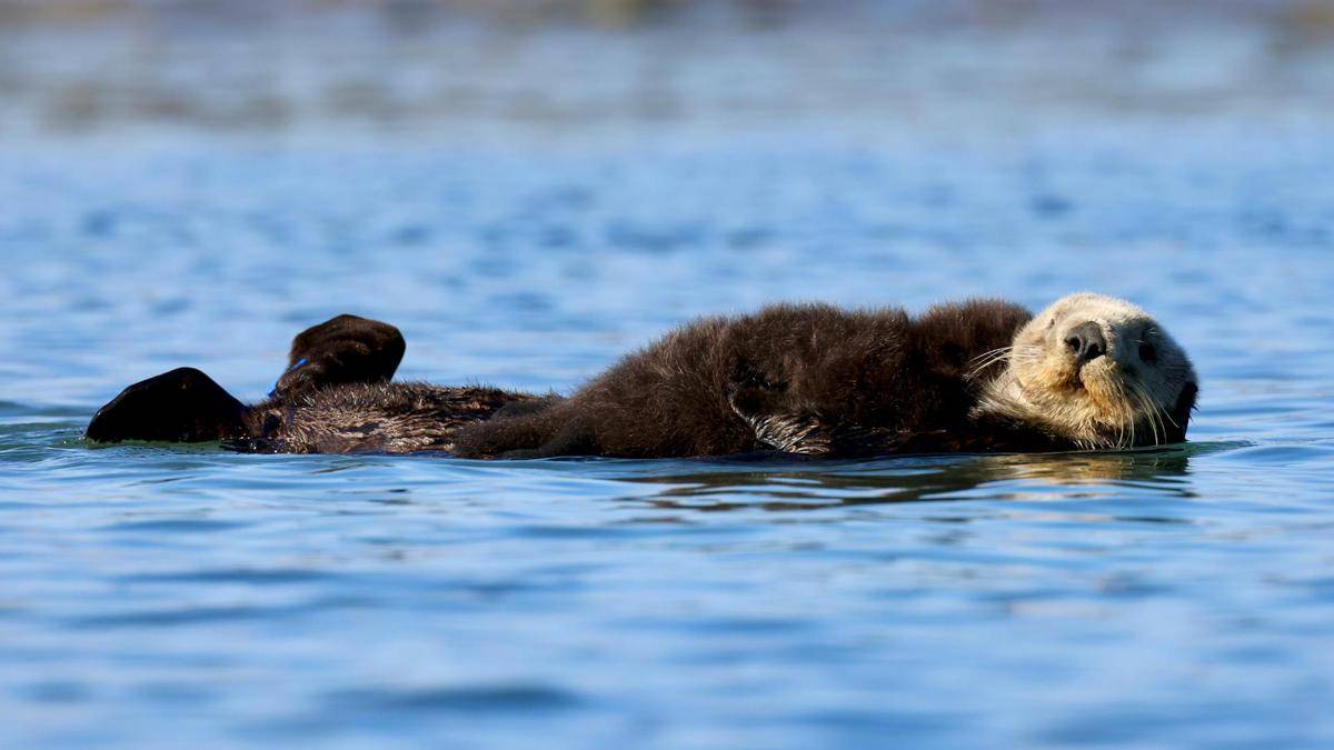 Otter dan Beaver