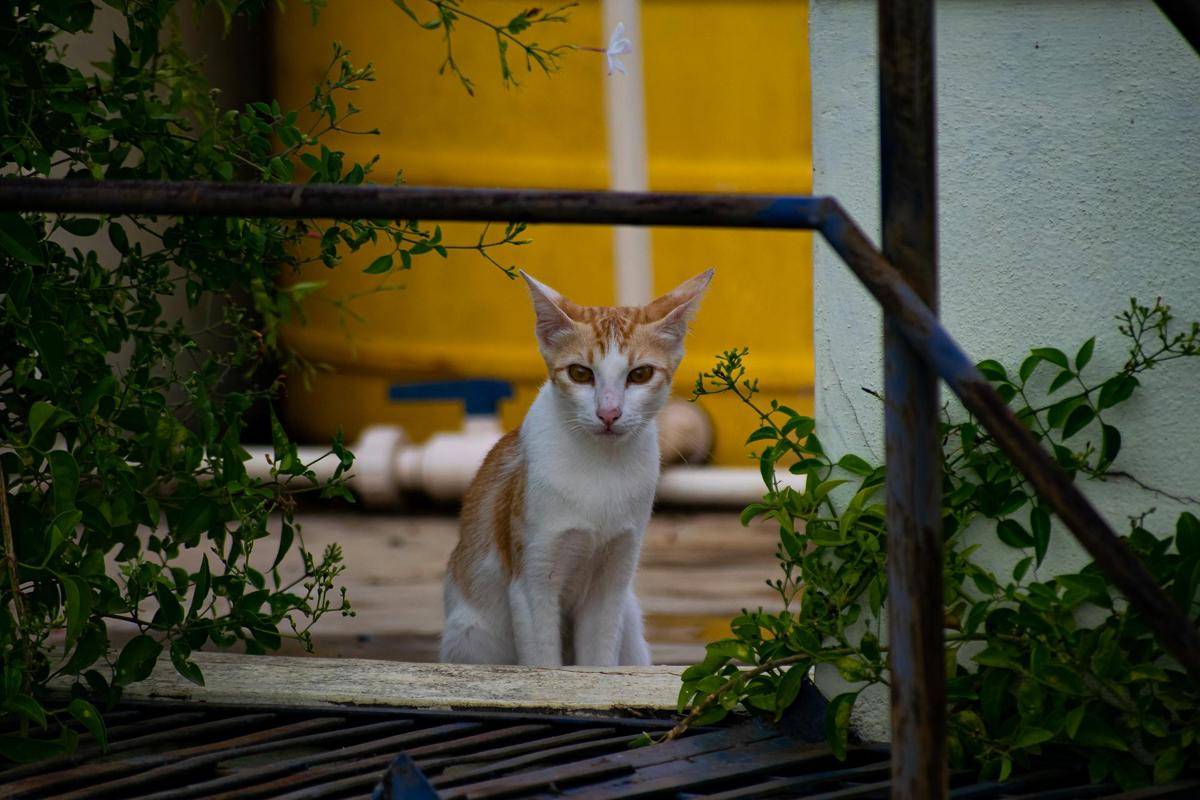 Kucing Arabian Mau