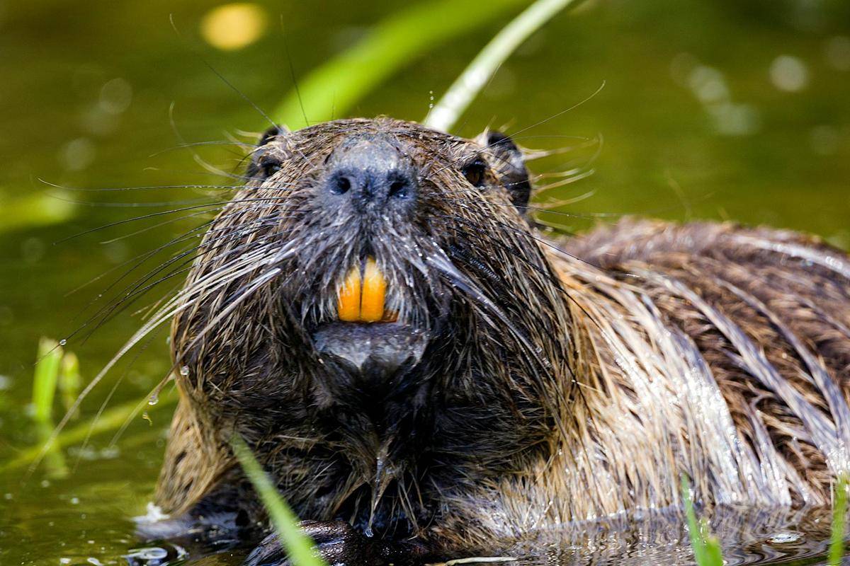 Otter dan Beaver